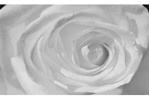 Флизелиновые фотообои в гостиную с камином Большие цветы 416x254 см 3Д Белая роза (659VEXXXL)+клей