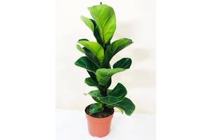 Фикус лировидный Rovinsky Garden Ficus Lyrata Bambino 40-50 см (57720545)