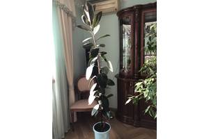 Фикус Робуста 3 высота 170-180см.
