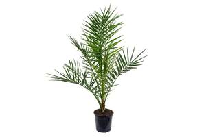 Финиковая Канарская Пальма Florinda Phoenix Canariensis, высота 60-80см, объём горшка 1,5л (RG060)