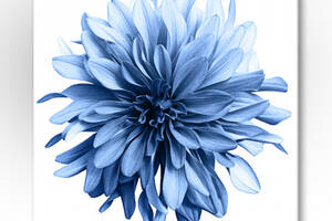 Картина Блакитна Квітка Malevich Store 75x75 см (KV0817)