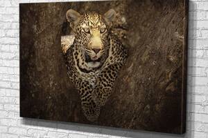 Картина KIL Art для интерьера в гостиную спальню Африканский леопард 80x54 см (713)