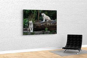 Картина KIL Art для интерьера в гостиную спальню Белые тигры 80x54 см (548