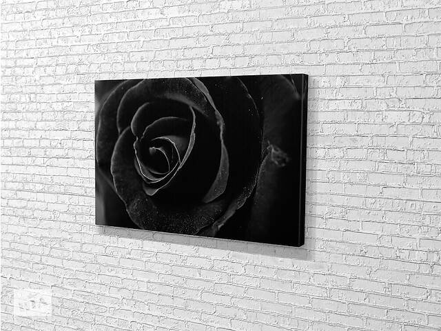 Картина KIL Art для интерьера в гостиную спальню Чёрная роза 51x34 см (516)