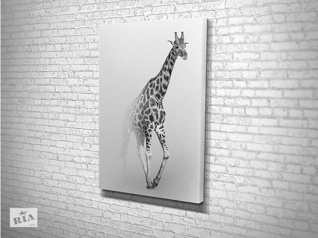 Картина KIL Art для интерьера в гостиную спальню Чёрно-белый жираф 51x34 см (456)