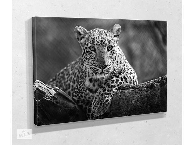 Картина KIL Art для интерьера в гостиную спальню Чёрно-белый леопард 51x34 см (721)