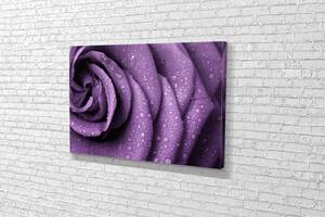 Картина KIL Art для интерьера в гостиную спальню Нежная фиолетовая роза 80x54 см (471)