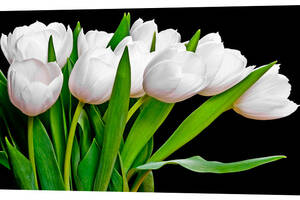 Картина на холсте Декор Карпаты Белые тюльпаны 50х100 см (c246)