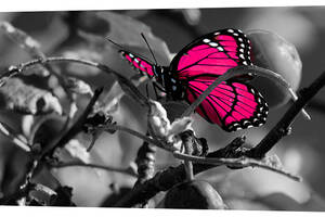 Картина на холсте Декор Карпаты Яркая бабочка 50х100 см (p173)