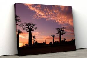 Картина на полотні KIL Art Баобаби на заході сонця 81x54 см (365)