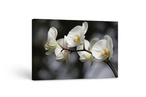Картина на холсте KIL Art Белые орхидеи 81x54 см (312)
