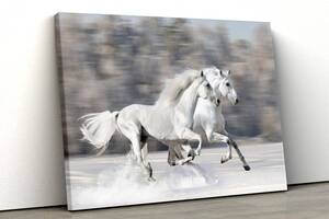 Картина на полотні KIL Art Дві білі коні 122x81 см (96)