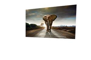 Картина на холсте KIL Art Слон на дороге 51x34 см (106)