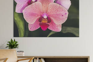 Картина на холсте KIL Art Цветок орхидеи 51x34 см (965-1)