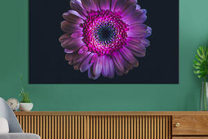 Картина на холсте интерьерная KIL Art Пурпурная гербера 75x50 см (257-1)