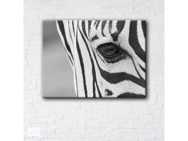 Картина на полотні Zebra 50x65см SKL89-313842