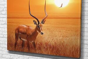 Картина у вітальню спальню для інтер'єру Африканська антилопа KIL Art 51x34 см (558)
