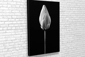Картина у вітальню спальню для інтер'єру Білий тюльпан KIL Art 81x54 см (778)