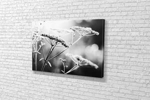 Картина у вітальню спальню для інтер'єру Чорно-білі суцвіття KIL Art 81x54 см (641)