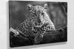 Картина у вітальню спальню для інтер'єру Чорно-білий леопард KIL Art 81x54 см (721)