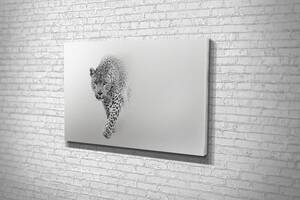 Картина в гостиную спальню для интерьера Чёрно-белый ягуар KIL Art 51x34 см (528)