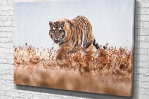 Картина в гостиную спальню для интерьера Сибирский тигр KIL Art 51x34 см (587)