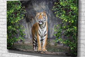 Картина у вітальню спальню для інтер'єру Тигр у джунглях KIL Art 51x34 см (551)