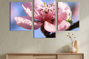 Картина из трех панелей KIL Art триптих Красивый цветок персика 96x60 см (841-32)