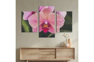Картина из трех панелей KIL Art триптих Розовый цветок орхидеи 141x90 см (965-32)