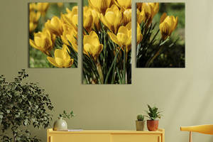Картина из трех панелей KIL Art триптих Жёлтые цветы крокусов 96x60 см (796-32)