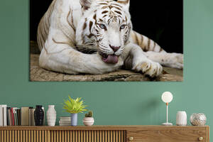 Картина животные KIL Art Белый тигр лежит 122x81 см (1715-1)
