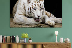 Картина животные KIL Art Белый тигр лежит 75x50 см (1715-1)