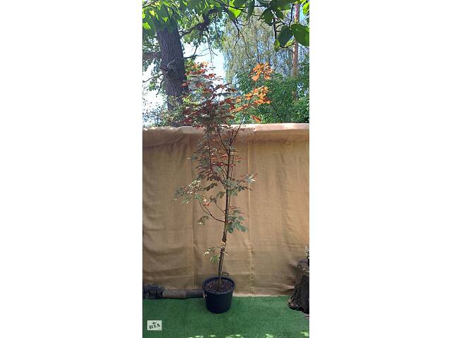 Клен ложноплатовий Rovinsky Garden Acer Eskimo Sunset Sycamore Maple, 4 -5м, об'єм горщика 50л (RG017)