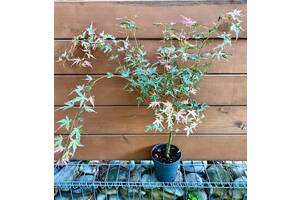 Клен японский Rovinsky Garden Acer Palmatum Taylor 50-60 см 4 л (RG577)