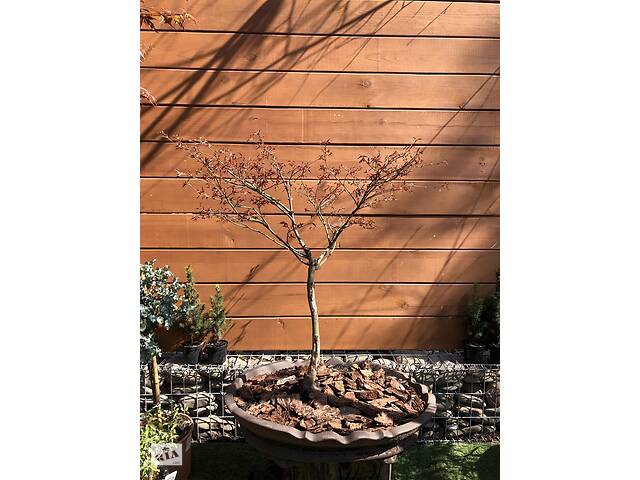 Колекційний Бонсай Японський Клен Rovinsky Garden Japanese Maple Bonsai 80-100 см RG545