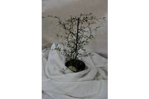 Корокія Rovinsky Garden Cotoneaster M-aori 12 см 35-40 см