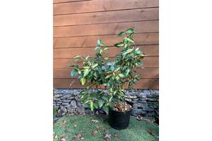 Лох Еббінге Rovinsky Garden Gilt Edge Elaeagnus ebbingei Gilt Edge, висота 50-70см, об#039;єм горщику 7л