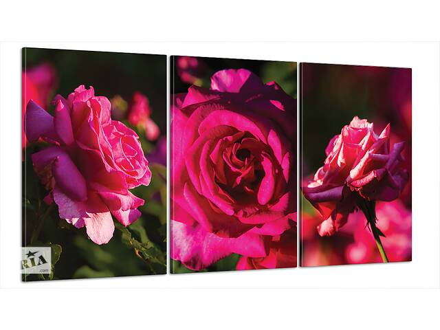 Модульна картина Poster-land Квіти Троянда Art-27_B3