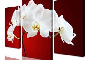 Модульная картина ArtStar цветы Орхидея ADFL0018 размер 120 х 180 см