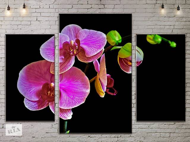 Модульная картина ArtStar цветы Орхидея ADFL0065 размер 70 х 105 см