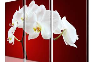 Модульная картина ArtStar цветы Орхидея ADFL0146 размер 55 х 70 см