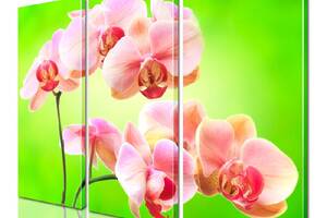Модульная картина ArtStar цветы Орхидея ADFL0176 размер 150 х 180 см
