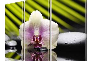 Модульная картина ArtStar цветы Орхидея ADFL0188 размер 55 х 70 см