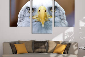 Модульная картина на холсте KIL Art триптих Хищный взгляд орла 96x60 см (204-32)