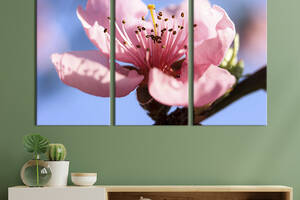 Модульная картина на холсте из 3 частей KIL Art триптих Розовый цветок персика 128x81 см (841-31)