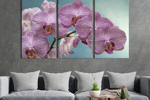 Модульная картина на холсте из 3 частей KIL Art триптих Чудная мраморная орхидея 78x48 см (902-31)