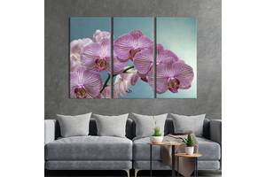 Модульная картина на холсте из 3 частей KIL Art триптих Чудная мраморная орхидея 156x100 см (902-31)