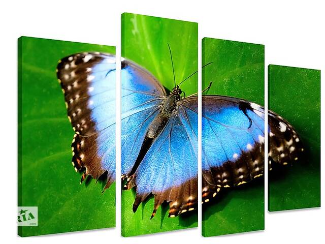 Модульная картина на холсте из четырех частей KIL Art Животные Прекрасная бабочка 89x56 см (M4_M_503)