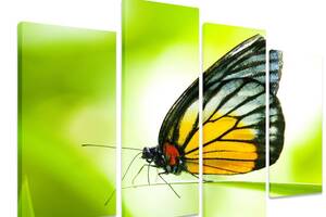 Модульная картина на холсте из четырех частей KIL Art Животные Южная бабочка 89x56 см (M4_M_535)