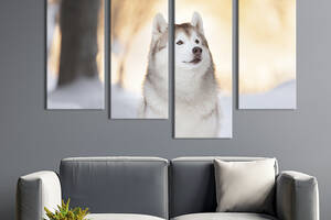 Модульная картина из четырех частей KIL Art Красивая собака породы хаски 129x90 см (211-42)